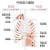 呼吸筋を鍛える