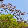 八重桜とモミジの若葉