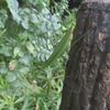 ハグロトンボは善福寺公園がお気に入り？