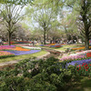 花盛りの国営昭和記念公園 (3)