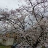桜満開の時期に…さくら凱旋（＊´Д｀）
