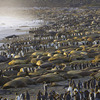 岩のように縮こまっている数千頭のゾウアザラシ－南大西洋のビーチ