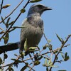 フロリダカケス(Florida Scrub-Jay)