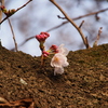 桜はまだか！　in 茅ヶ崎里山公園