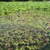 万博公園 春の花 花言葉 その10