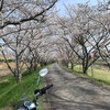 さぁ、次は１２５ccでお花見🌸🌸🌸