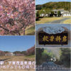 日本一のマーガレット / 駿河湾の美しい海  🌸
