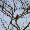マレーコゲラ(Sunda Pygmy Woodpecker)