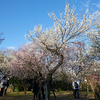 梅まつり（大宮第二公園）