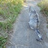 サバ猫、急性胃腸炎になる。