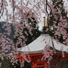 京都新聞写真コンテスト　正法寺の枝垂桜