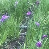 花菖蒲