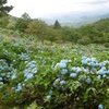 あじさい咲く大野山