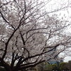 桜満開の東京の週後半～25日（木）&26日（金）
