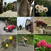 梅雨の晴れ間の明るい暗峠