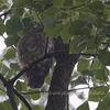出ましたアオバズクの雛が・・・でも