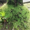 苔むしる大樹の寄木雨上がる