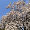 春の訪れを感じる大阪城公園♪ と谷四ランチ♡