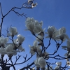 雪が降っても。白木蓮は元気に咲いています。私も４月からは...。