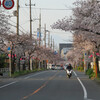 東大阪中央公園にお花を見に行った