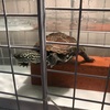 クサガメ🐢ポコの飼育日記🐢⑩