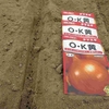 地上の星（玉ねぎ）種まきを撮影しました