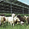 太陽光発電所の草を刈る羊