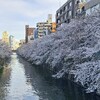 今年の桜