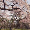 月曜日、晴れ。