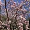 20 Hana-wa-Saku (Flowers Will Bloom Again)