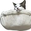 猫風邪が巡る