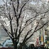 通勤の中の桜の木々　田町駅芝浦口