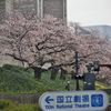 東京桜めぐり🌸『赤坂見附～紀尾井町～三宅坂』