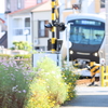 線路沿いの秋桜