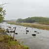 4月27日(月)荒川柳大橋の河川情報