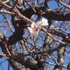 緋寒桜？！