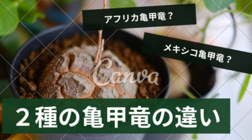 アフリカ亀甲竜とメキシコ亀甲竜の違いについて解説