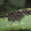 ツノトンボの幼虫(成虫画像追加)