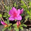 「才能」の葛藤と、平和の天使のたとえ。