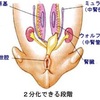 心と体の不一致はこうして起こる！！性同一性障害の原因