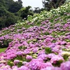 三重のお散歩〜津市の風早の里の紫陽花