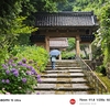 金沢のあじさい寺 本興寺（前編）