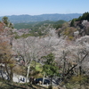 平成最後のお花見 吉野、造幣局、大阪城