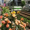 大塚バラまつりは最盛期
