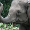象牙だけではない　毛皮目的でもゾウの密猟が横行