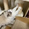 今日はのんびりまったりふくちゃん