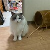 大雨だけど元気に追いかけっこしたふくちゃん