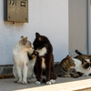 玄海諸島のねこさん