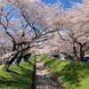 モグラの散歩道⑦今年の桜