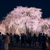 LUMIX S1 と 京の夜桜